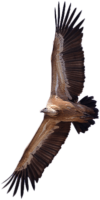 Vulture - Egyptian Vulture Png (400x400)