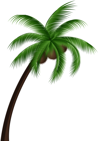 Jpg Black And White Download Coconut Tree Png Clip - Coconut Tree Vector Png (355x500)