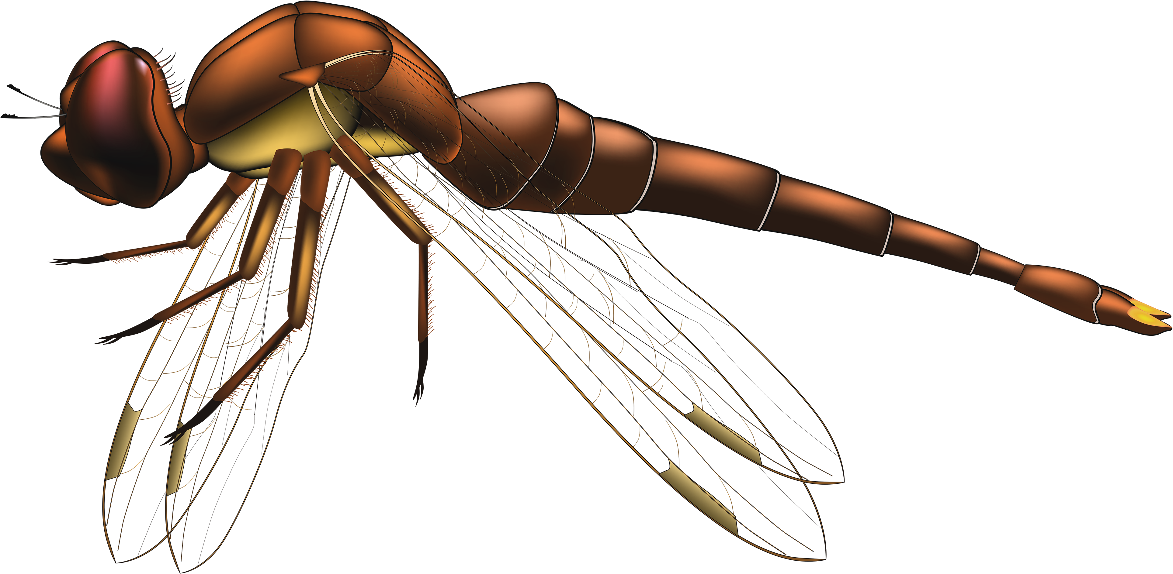 Dragonfly Brown Png Clip Art - Dragonfly Clipart Png (4000x2035)