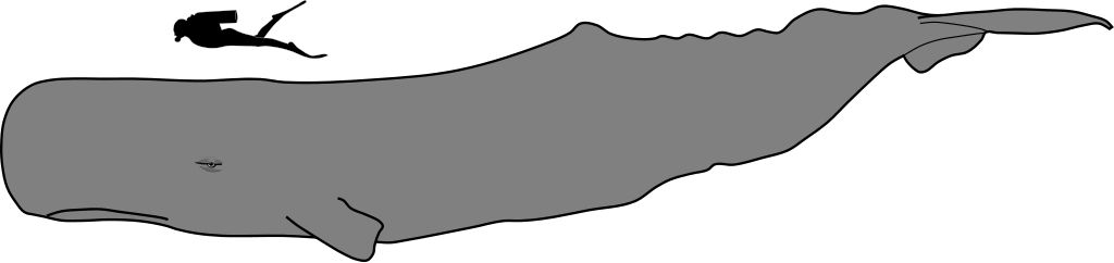 Sperm Whale Size - Sperm Whale Vs Human Size (1024x242)
