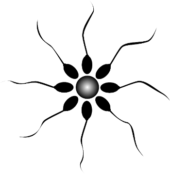 5 Foods To Increase Sperm Count, Production, And Motility - Sperm .png (350x359)