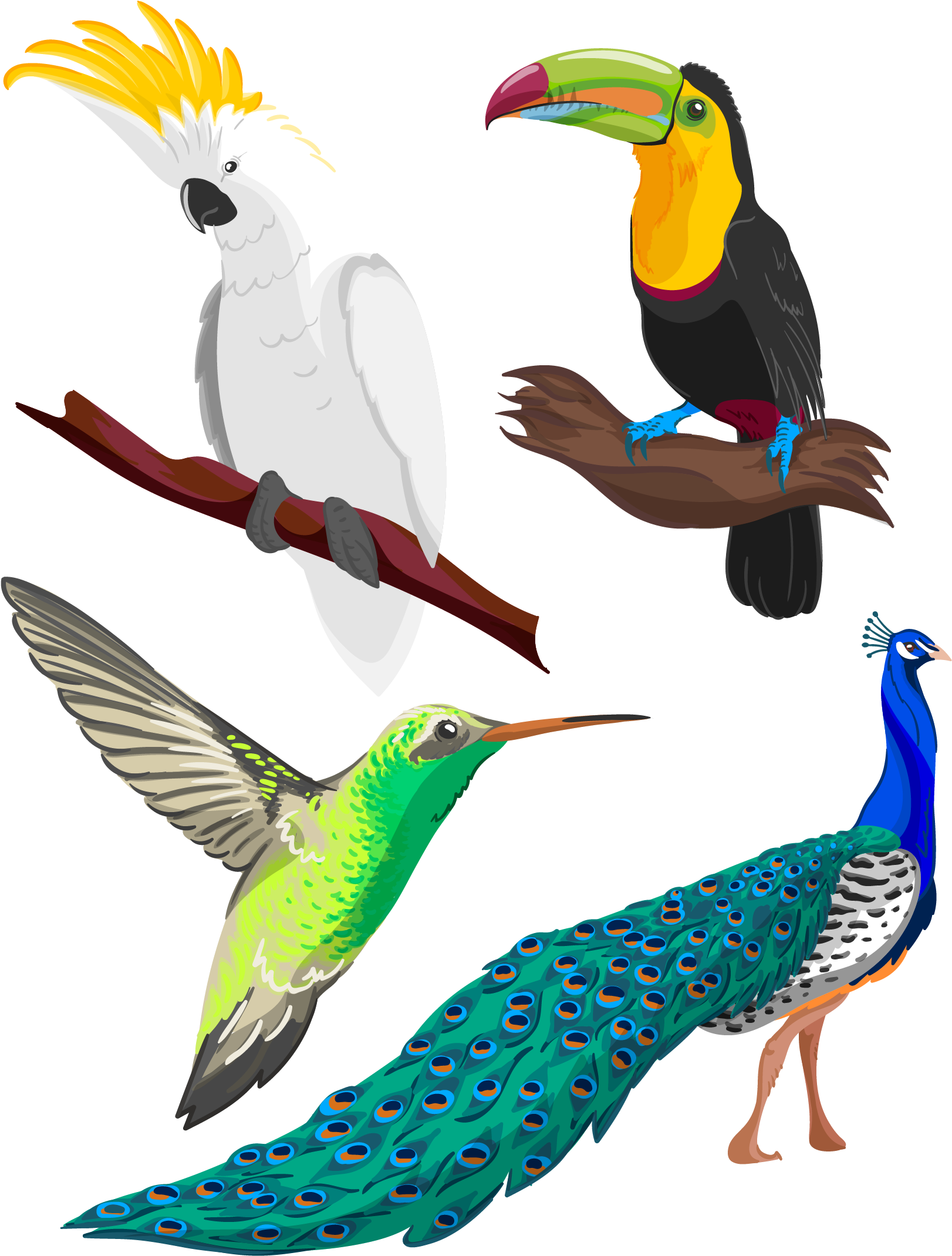 Clipart Library Birb Drawing Pencil - Tropical Bird Drawing (2756x2756)