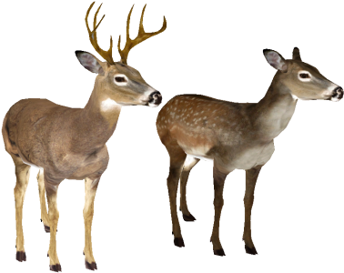 Whitetail Deer Head - White Tailed Deer Pictures On White Background (413x360)