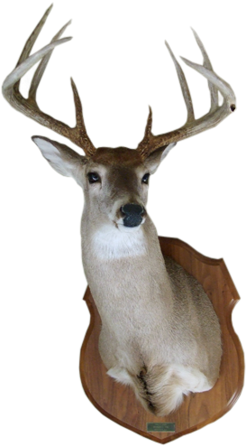 White Tail Mount Png (427x570)