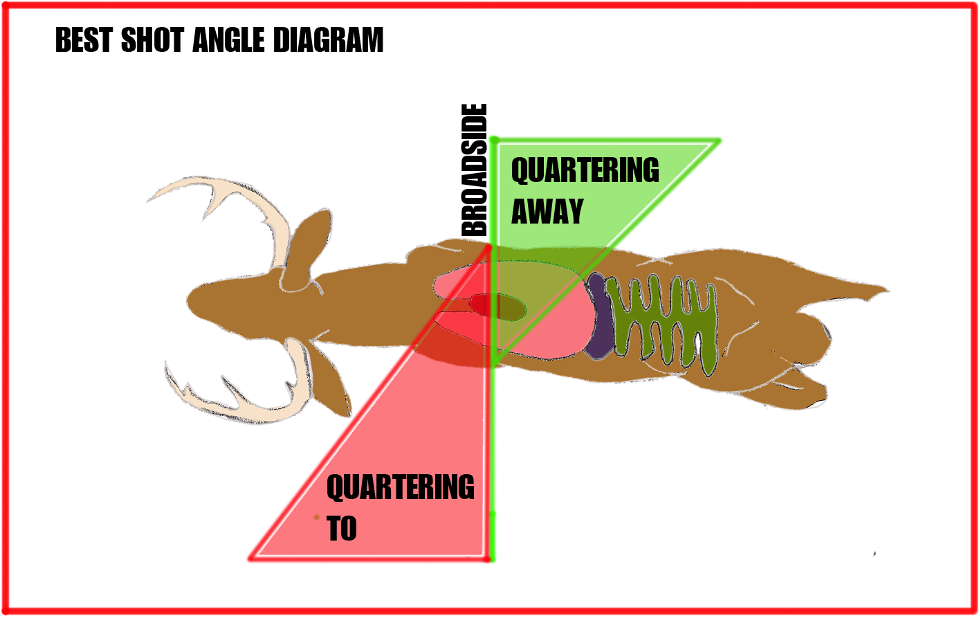 White-tailed Deer (1700x1000)