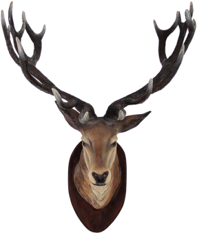 Deer Head - Deer Head Photography (360x360)