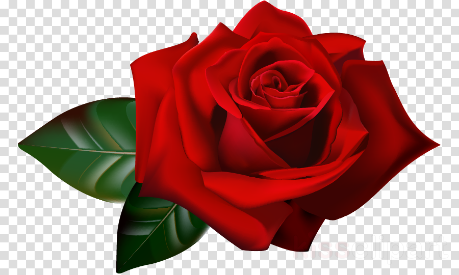 Red Rose Border Clipart Flower Garden Roses Clip Art - Red Roses Border Png (900x540)
