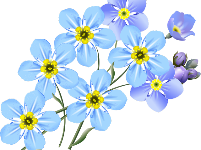 Forget Me Not Clipart Bunch - Forget Me Knot Drawing (640x480)