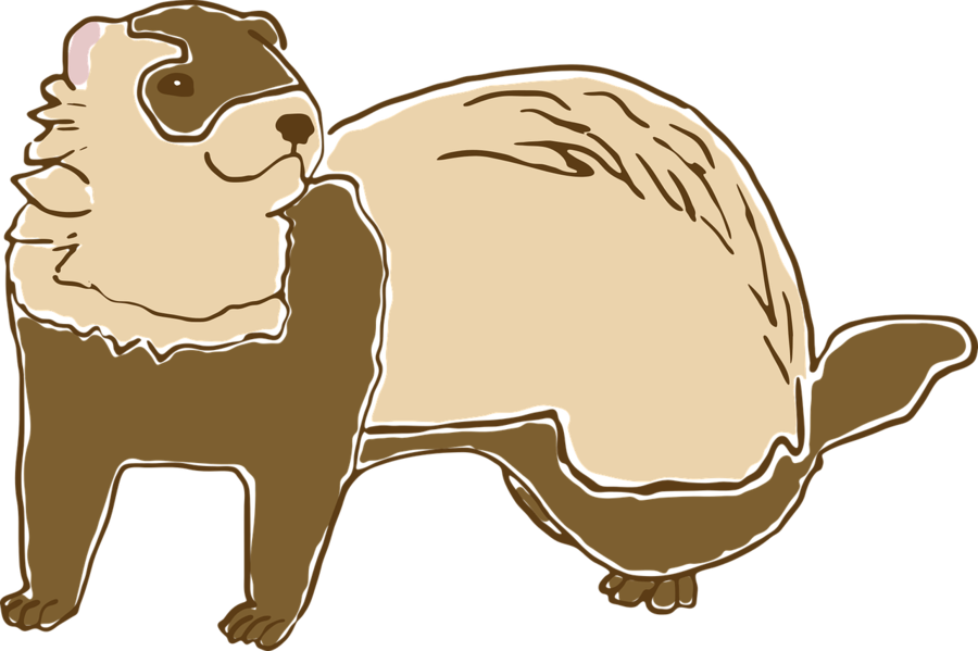 Clipart Resolution 1280*852 - Ferret (900x599)