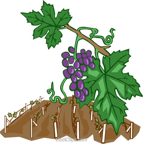Grape Vines Royalty Free Vector Clip Art Illustration - Weinreben Clipart (476x480)