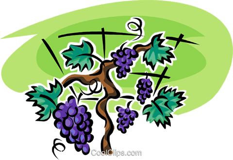 Grapes On The Vine Royalty Free Vector Clip Art Illustration - Common Grape Vine (480x330)