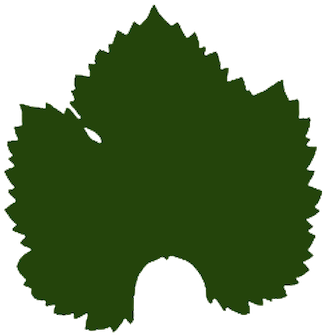 Viognier - Druif Lichte Vlekken In Blad (359x354)