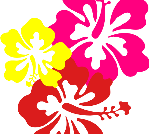 Hawaiian Flower Clip Art Three Flowers - Hibiscus Clip Art (495x445)