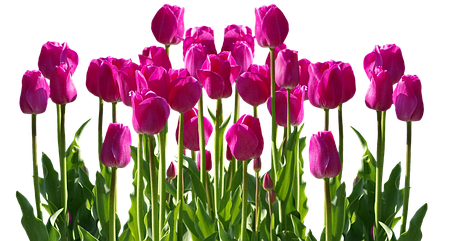 Free Photo Tulips Spring Flower Spring Flowers Cut - Cafepress Samsung Galaxy S8 Plus Case (457x340)