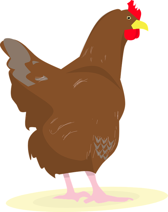 Free Photo Eggs Chicken Rooster Party Chick - Con Gà Mái Vector (573x720)