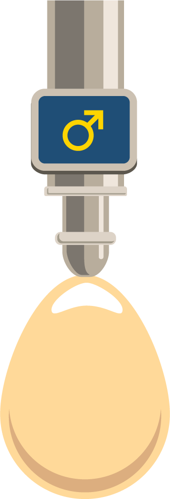 Automated Egg Sexing - Automated Egg Producers (344x1008)