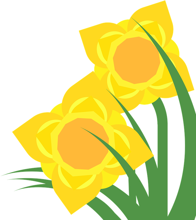 Clipart, Daffodil, Narcissus, Spring, Flower, Plant - Clipart Hoa (694x720)