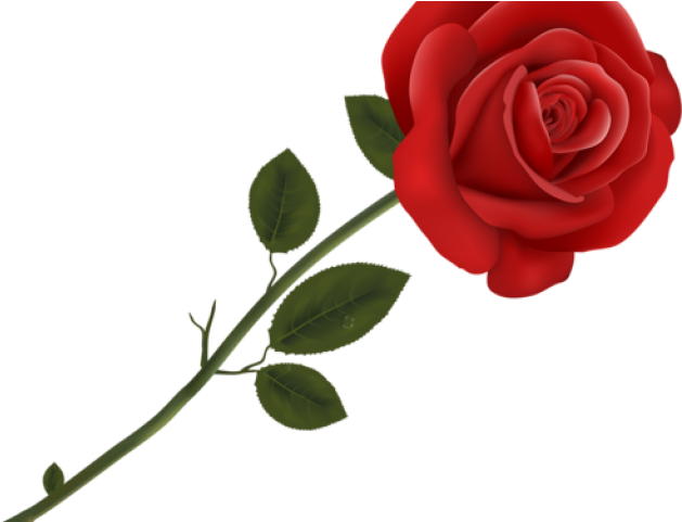 Red Rose Clipart Double - Transparent Background Rose Clipart (640x480)