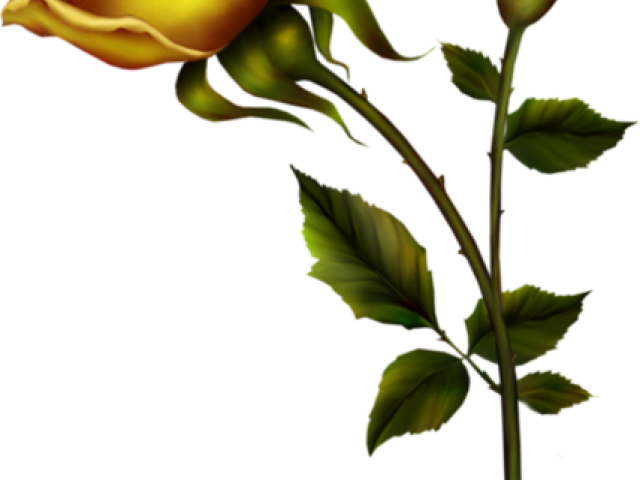 Yellow Rose Clipart - Нарисованные (640x480)