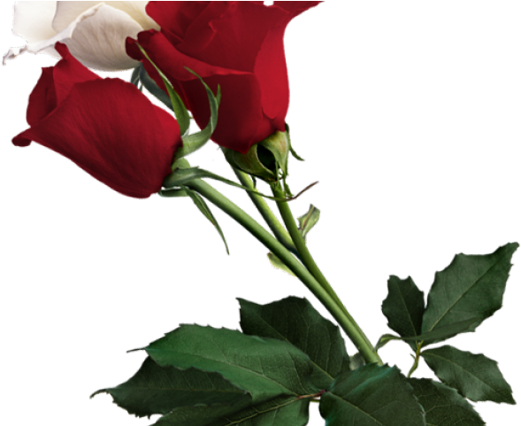 White Rose Clipart - Red Flowers On White Background (640x480)