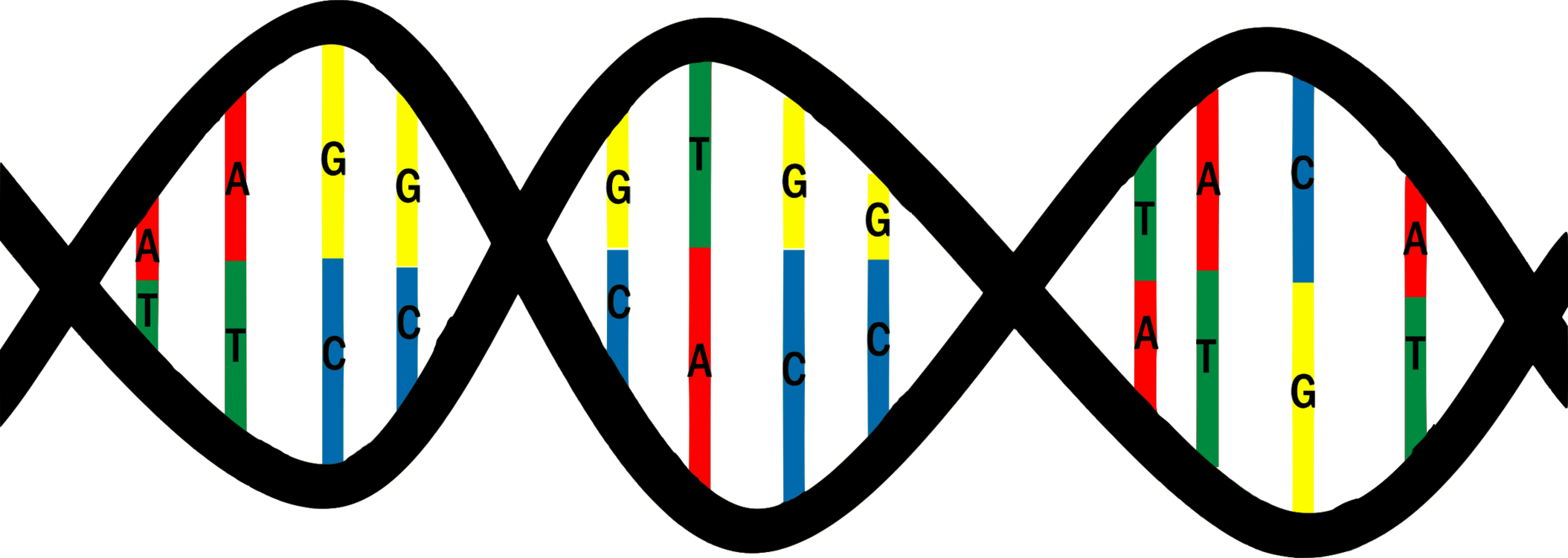 Dna Base Pair Mutation Nucleic Acid Structure Thymine - Base Pairs Dna Png (2108x750)
