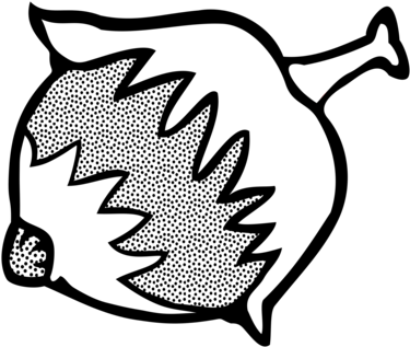 Black And White Hazelnut Drawing Line Art - Kemiri Vektor (398x340)