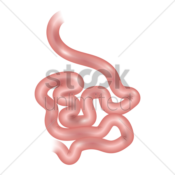 Small Intestine Cliparts - Small Intestine Clipart (600x600)