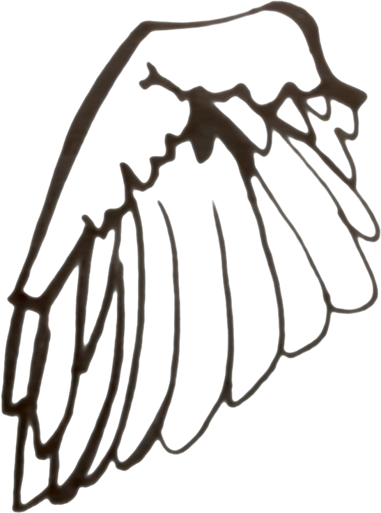 Sparrow Wing Black And White Line Drawing - Drawing (736x978)