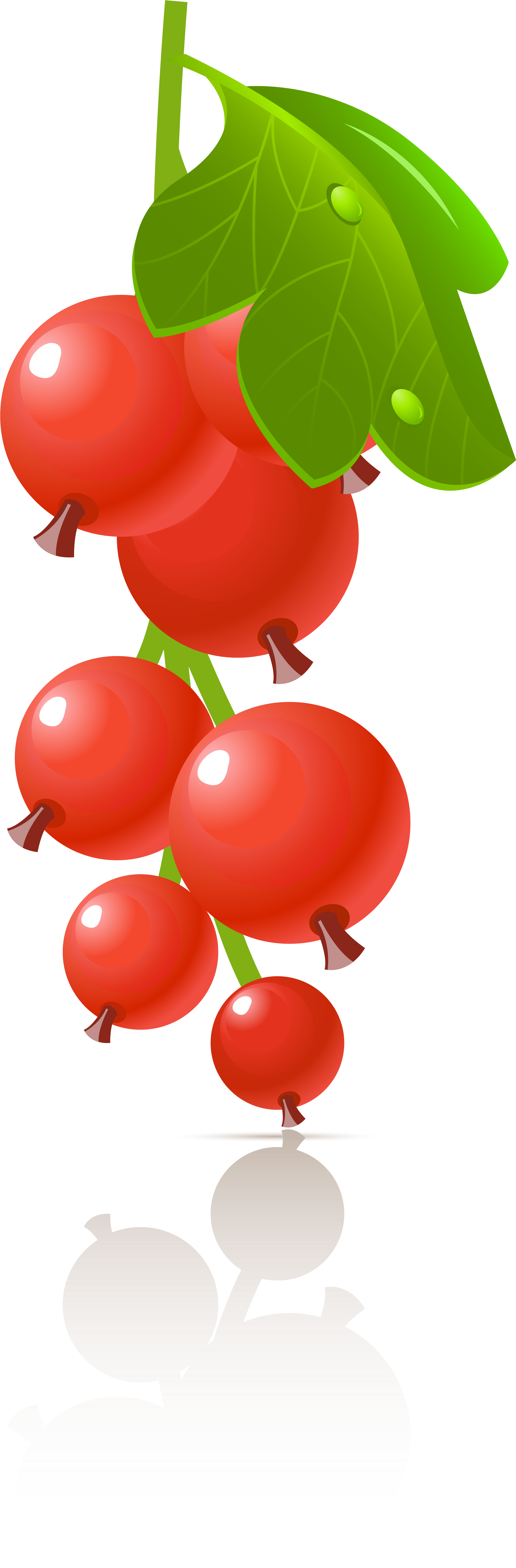 Johannisbeeren Rot Johannisbeeren - Redcurrant (2362x10335)