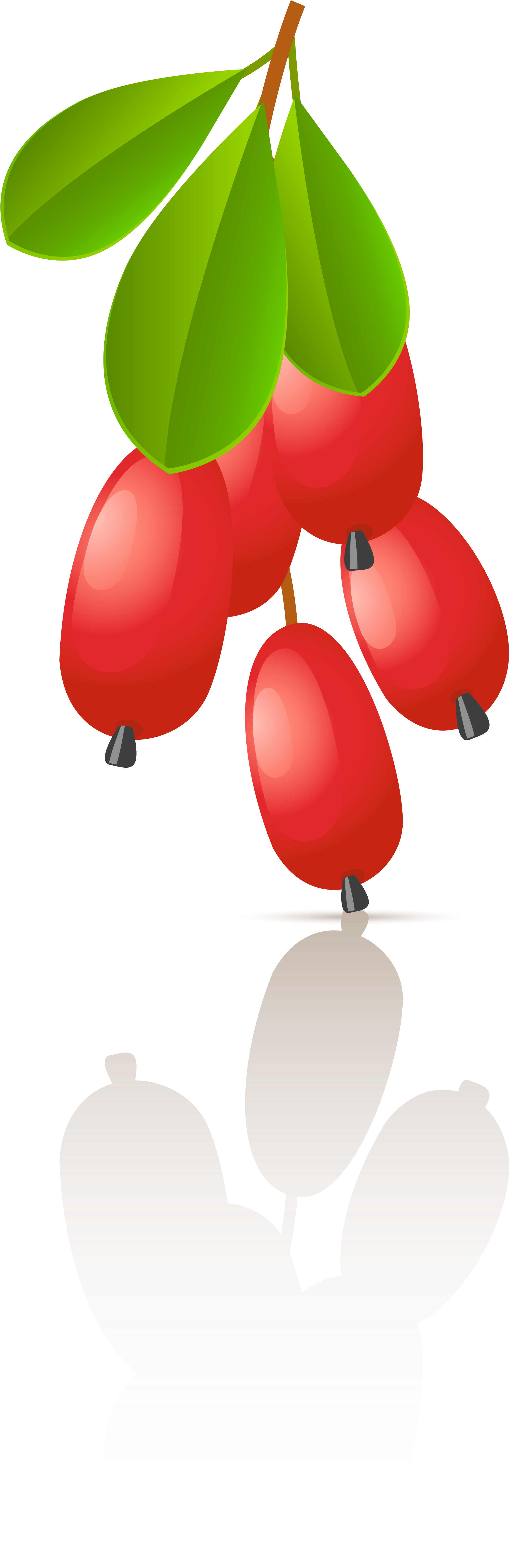 Alle Cliparts Als Zip-datei - Rose Hip (2362x8138)