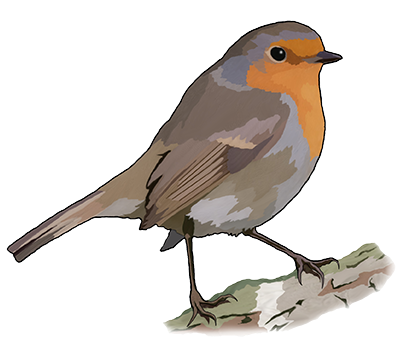 Bird Feeding Guide Simon King Wildlife - Transparent European Robin (408x348)
