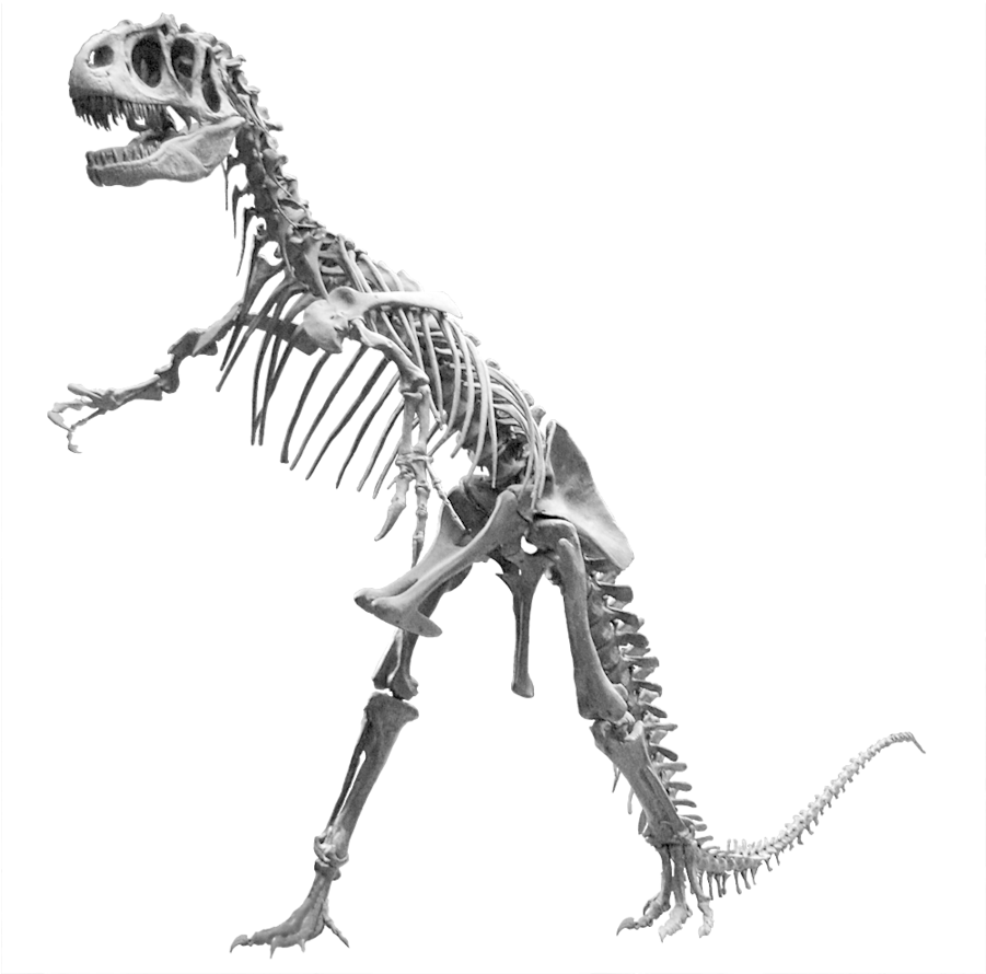 Allosaurus Skeleton Png Clipart Allosaurus Tyrannosaurus - Allosaurus Skeleton Png (900x900)