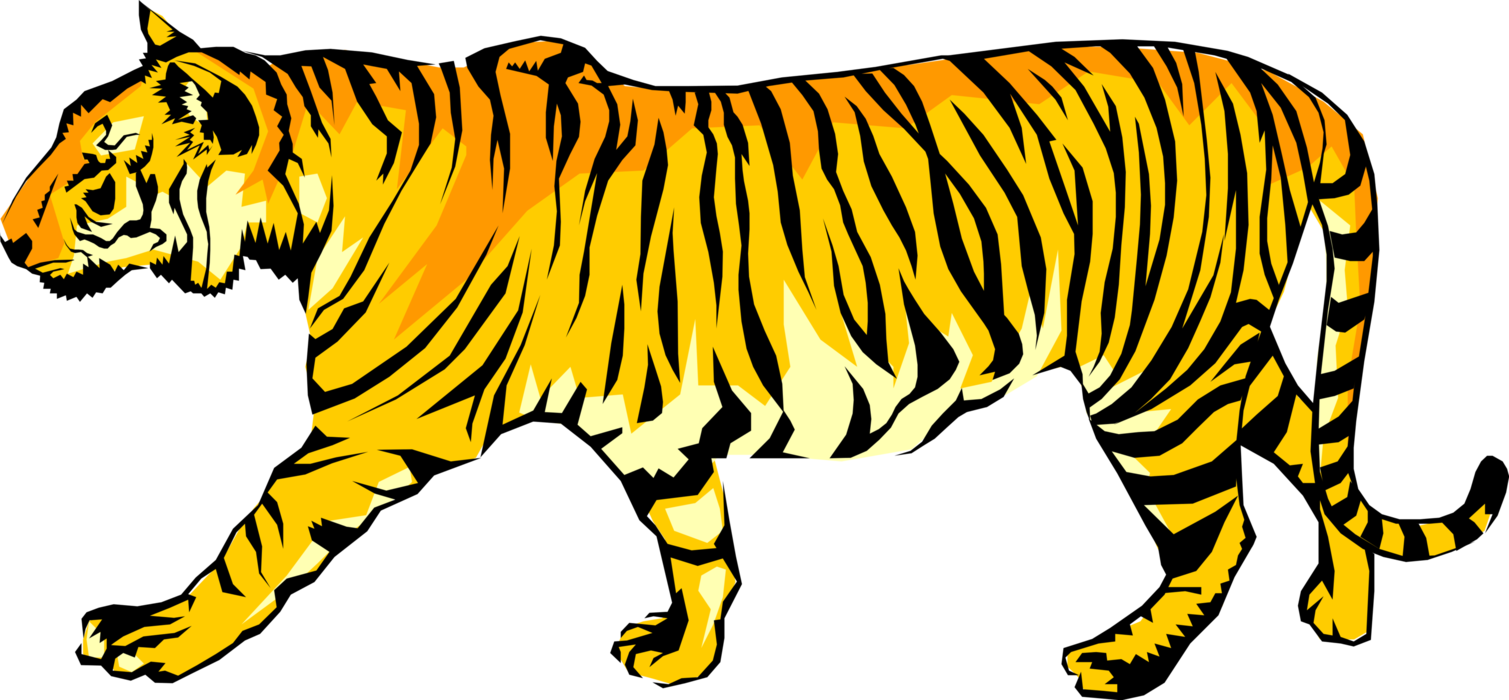 Vector Illustration Of Royal Bengal Tiger From From - Animated Walking Tiger Cliparts (1509x700)