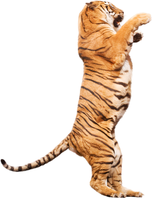 Яндекс - Фотки - Barnum & Bailey Circus (536x690)