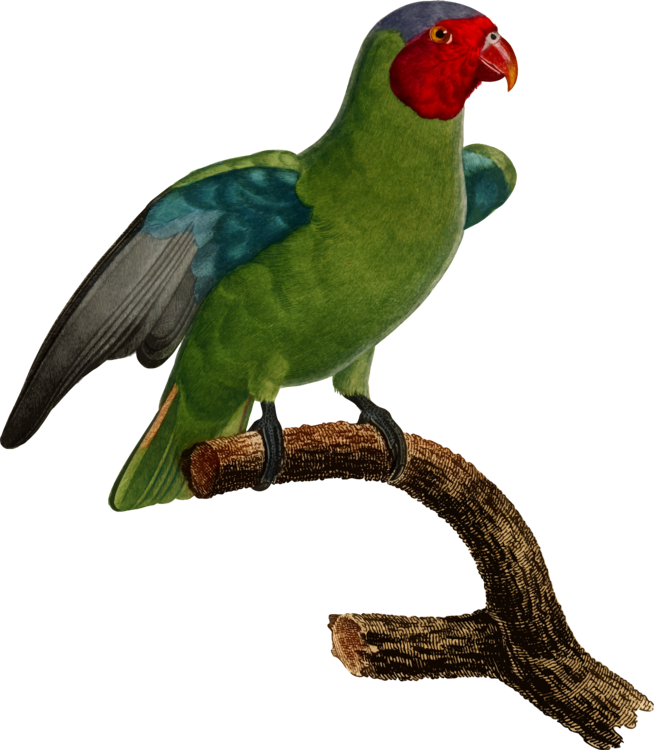 All Photo Png Clipart - Parrot (654x750)