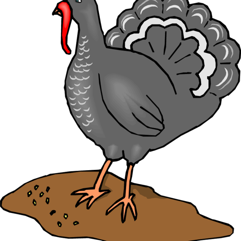 Clipart Turkey Pictures Turkey Clipart Graphics Illustrations - Clip Art (1024x1024)