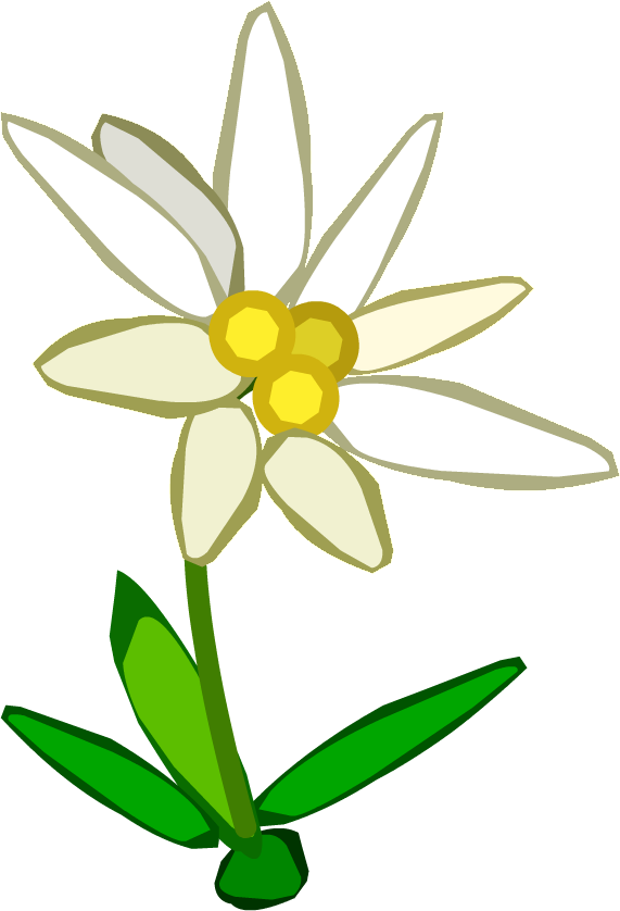 Edelweiss Flower Clip Art (571x838)