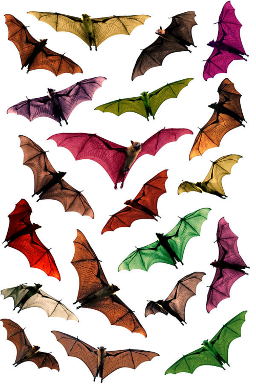Fantasy Flying Fox Fruit Bats In Sky“ By Paul Kennedy - Sydney (500x750)