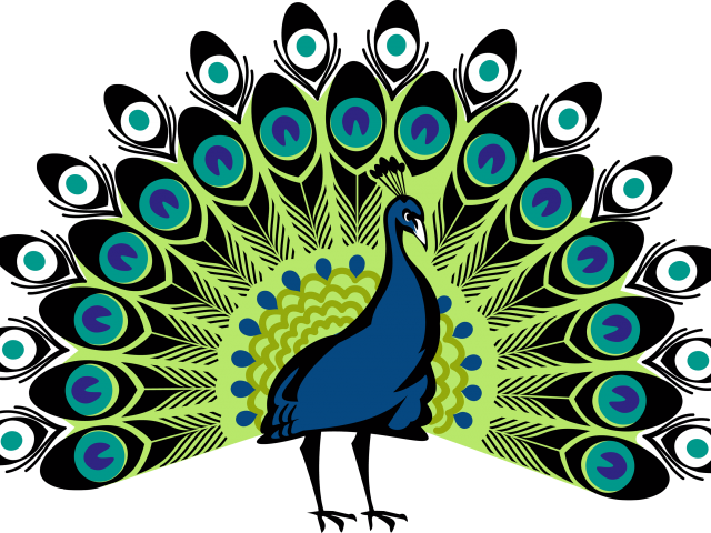 Peacock Clipart Print Out - Simple Colorful Peacock Drawing (640x480)
