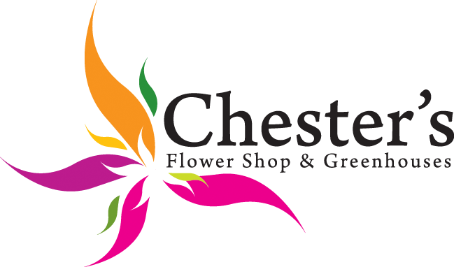 Chester's Flower Shop And Greenhouses - Chester's Flower Shop (649x382)