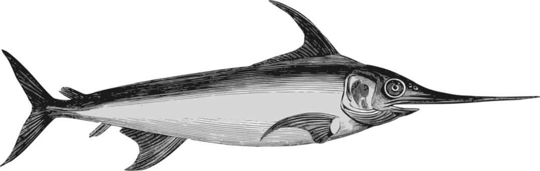 Atlantic Blue Marlin Actinopterygii Swordfish Atlantic - Difference Espadon Marlin (1075x340)