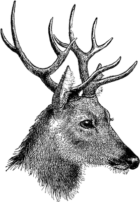 Vintage Deer Head - Buck Fever Queen Duvet (400x400)