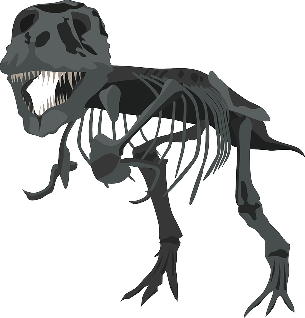 Free Photo Carnivore Skeleton Dinosaur Tyrannosaurus - T Rex Skeleton Png (613x640)