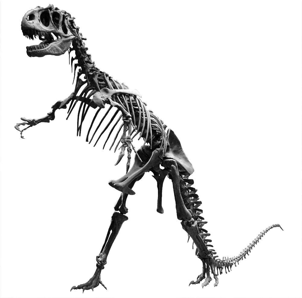 Dinosaur Bones Png - Allosaurus Skeleton Png (1000x1000)