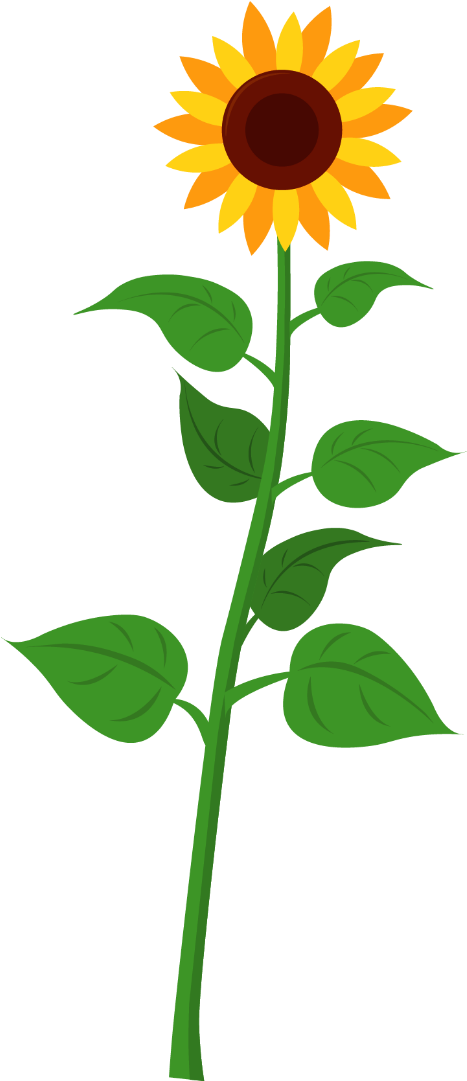Sunflower - Different Parts Of A Sunflower (1080x1080)