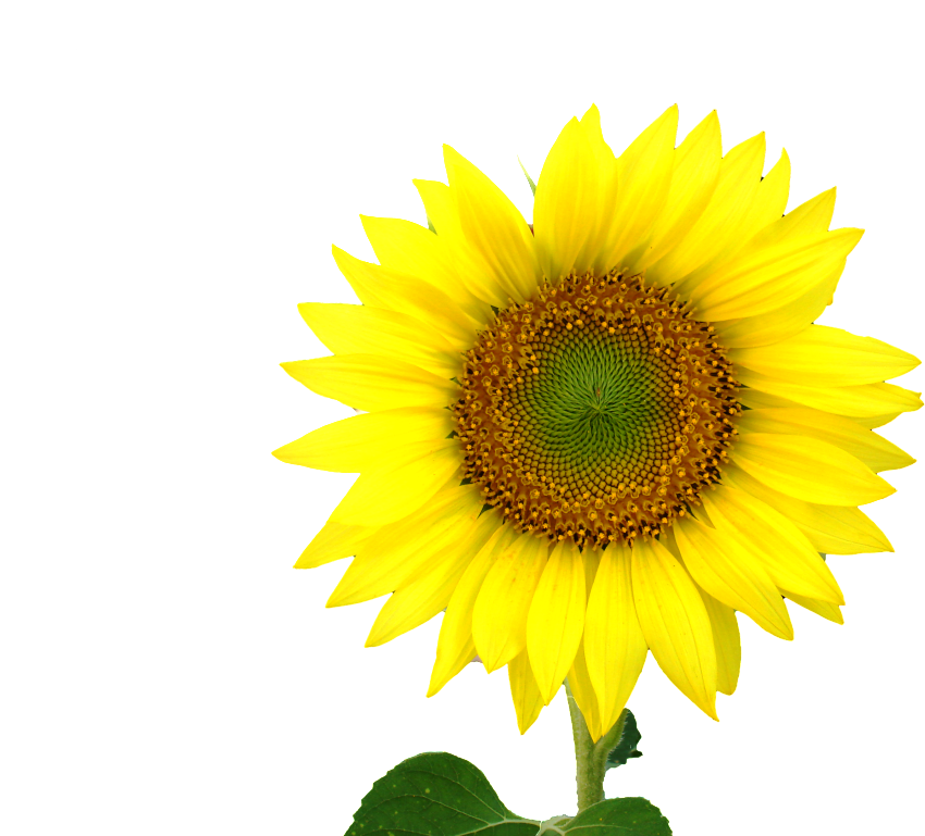 Sunflower Centre Logo - Yellow Sun Flower (1024x768)