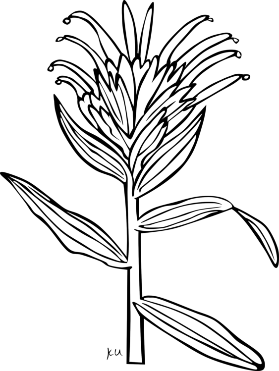 All Photo Png Clipart - Indian Paintbrush Coloring Page (563x749)