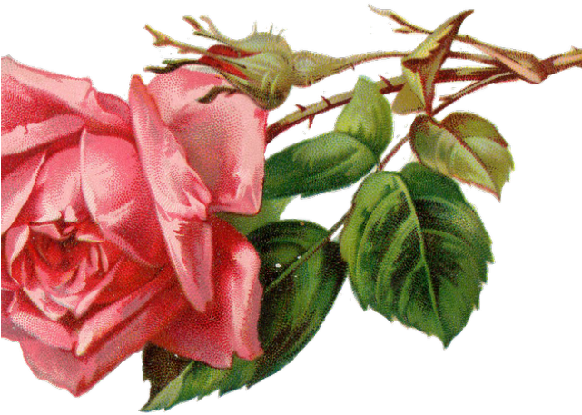 Free Rose Clipart - Flower Clipart Antique (640x480)