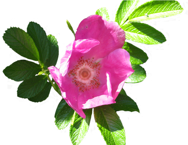 Free Rose Clipart - Flower Clip Art (640x480)