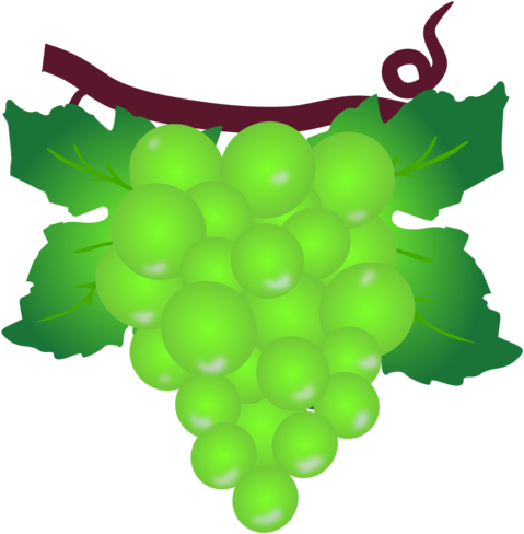 Grape Berry Poland Muscat Raceme - Grape (977x750)